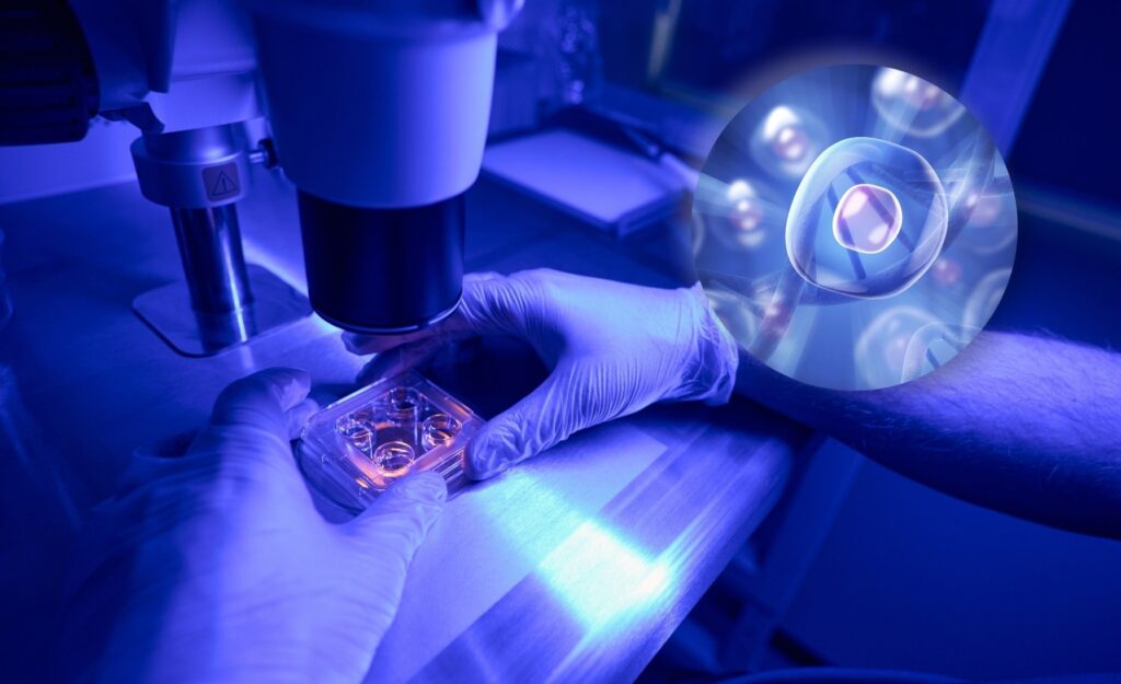 Image of Mesenchymal Stem Cells Being Looked at under the microscope by a stem cell therapy technician